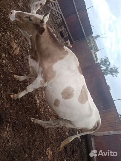 Корова дойная