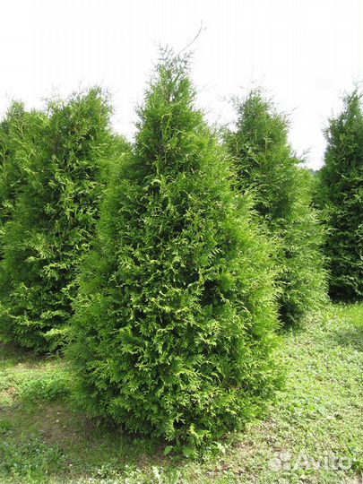 Туя западная 