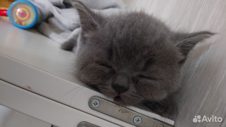 Британская кошка