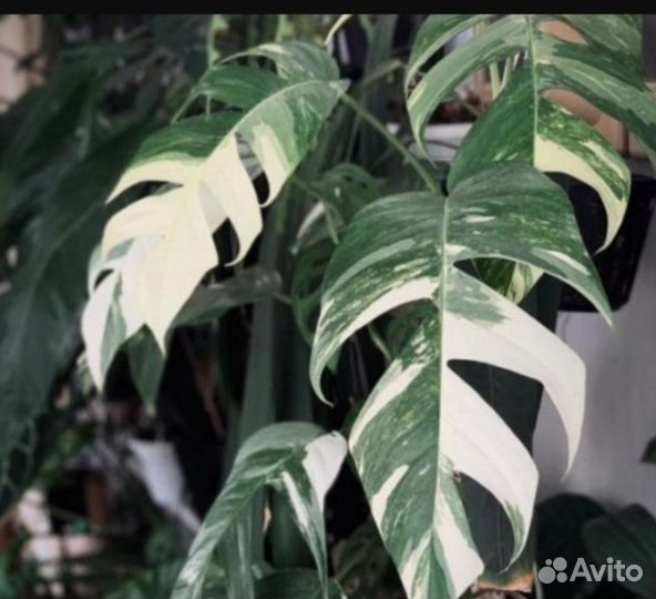 Эпипремнум пинатум вайт