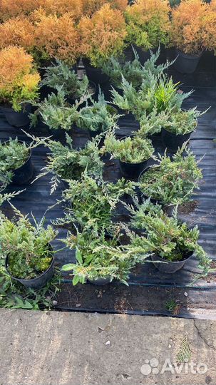 Можжевельник