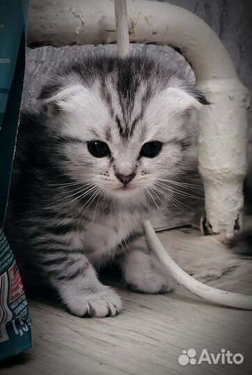 Шотландская