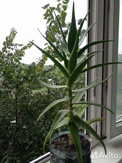 Алоэ древовидное, Столетник 5 лет