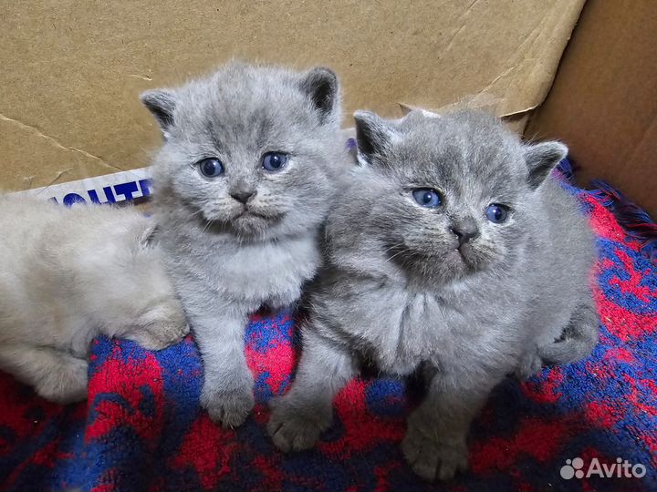 Британская