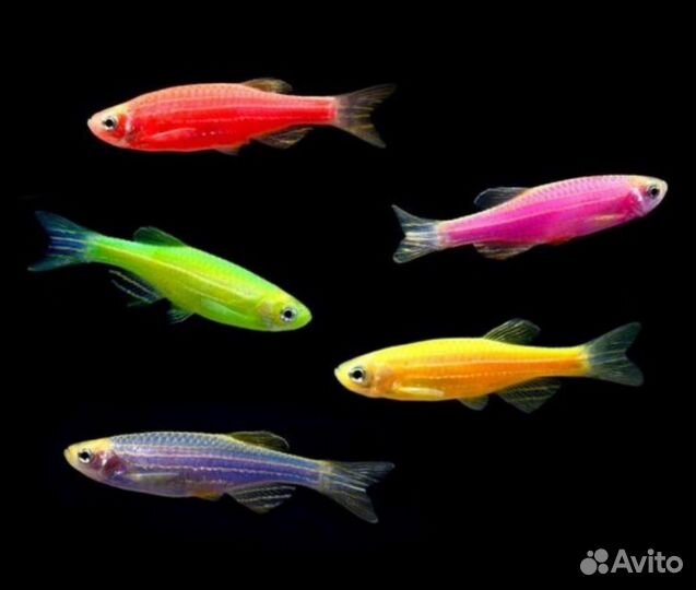 Аквариумные рыбки