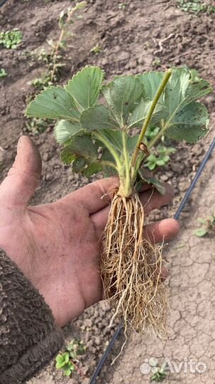 Рассада клубники