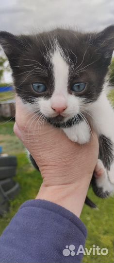 Котята помесь