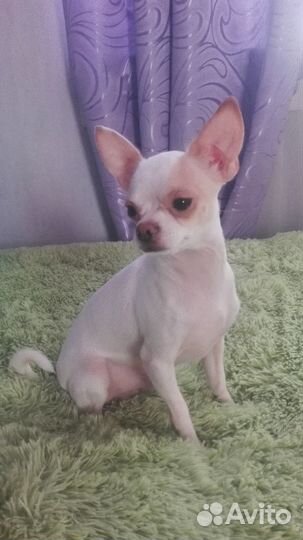 Жених чихуа