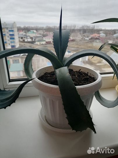 Комнатные цветы