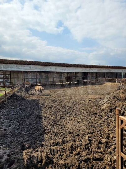 Участок 5 га (СНТ, ДНП)