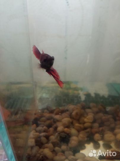 Аквариум с рыбкой