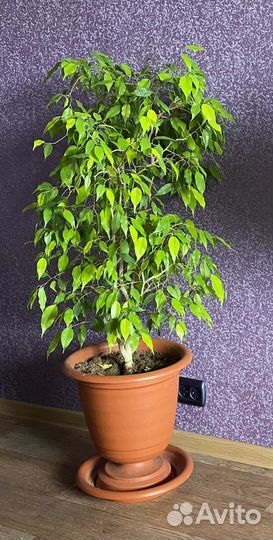 Комнатные растения цветы большие