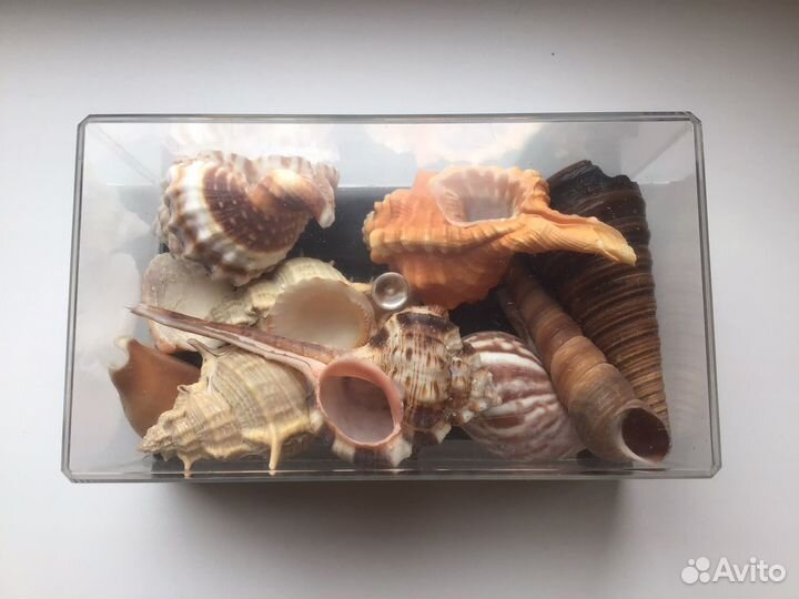 Два набора с ракушками