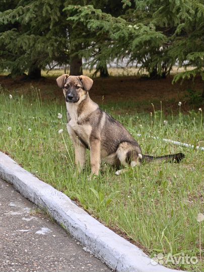 Щенок крупной породы бесплатно