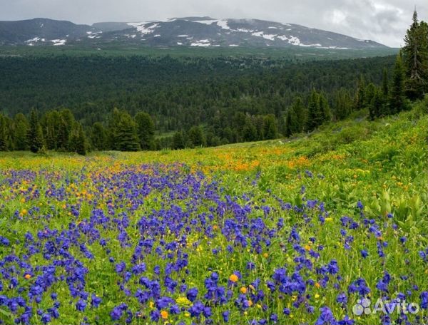 Мед 2024 года натуральный опт