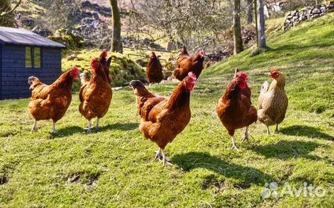Куры молодки несушки