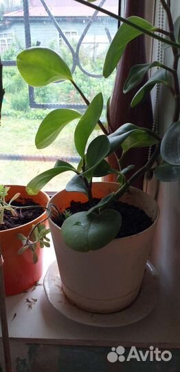 Кактусы и суккуленты