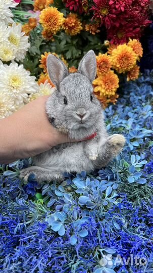 Красивые кролики Мини