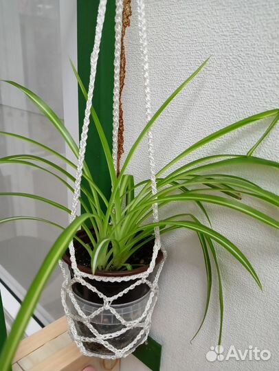 Хлорофитум Хохлатый