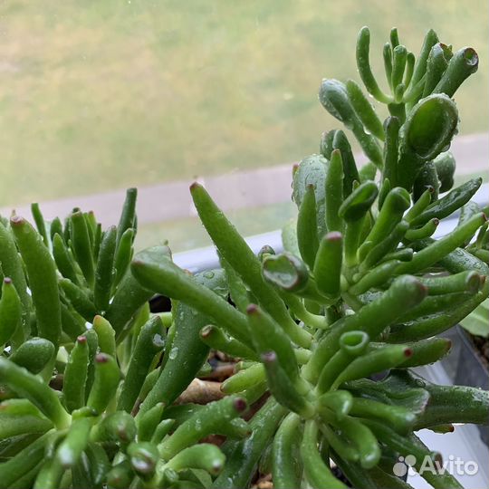 Крассула хоббит