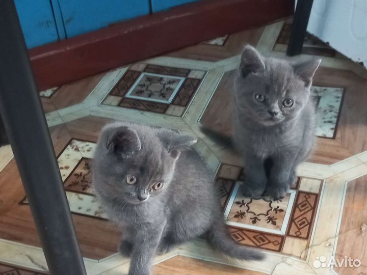 Британская