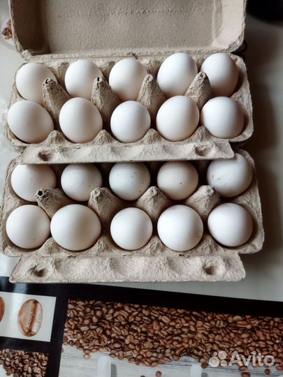 Яйцо инкубационное кур леггорн долматинец
