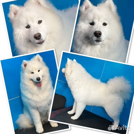 Груминг Экспресс линька Мытьё