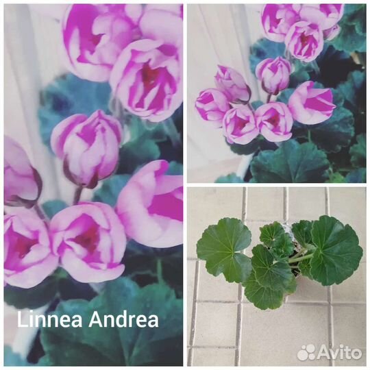 Пеларгония тюльпановидная