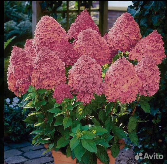 Гортензия Меджикал Файер