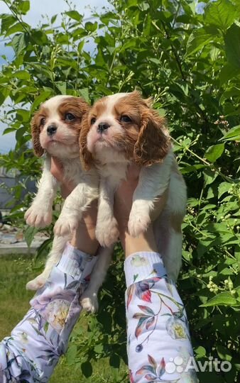 Девочки кавалер Кинг Чарльз спаниель