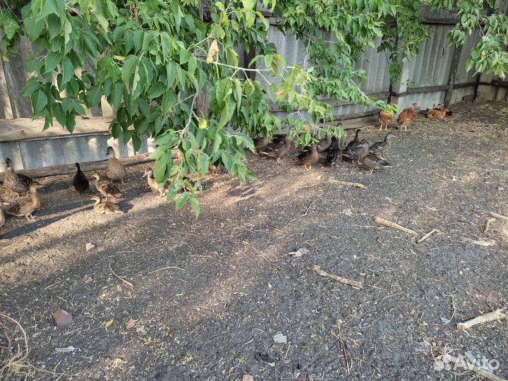 Подсадные утки