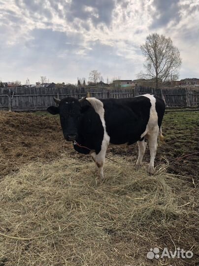 Продам быка