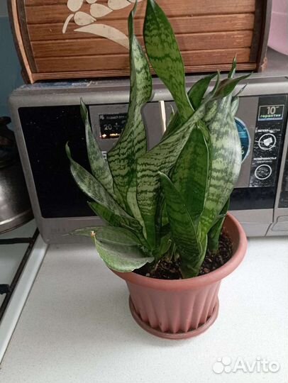 Сансевиерия