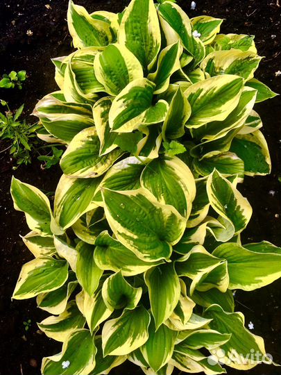 Каменная Роза, хоста