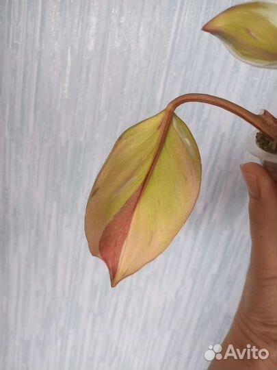 Филодендрон white knight триколор