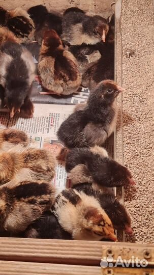 Яйцо для инкубации,Цыплята кучинские 1 месяц