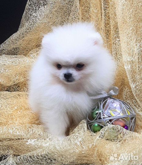 Белый померанский шпиц мальчики