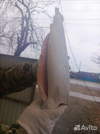 Форель потрошёная без головы