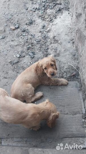 Щенки кокер спаниеля