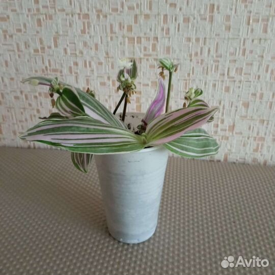 Традесканция