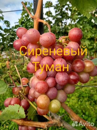 Саженцы винограда