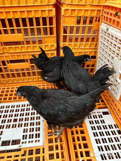 Куры молодые домашние разные