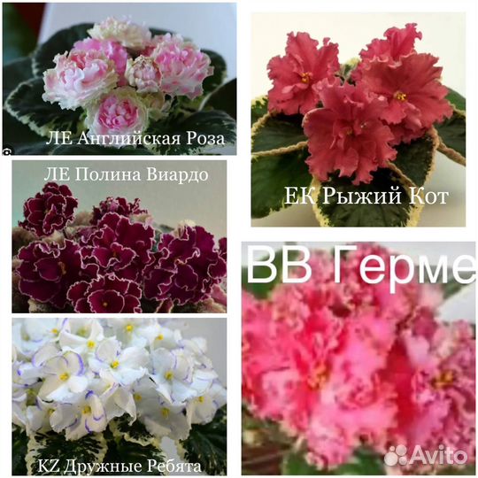 Фиалка сортовая