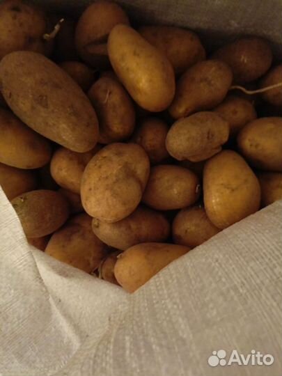 Продам картофель со своего огорода