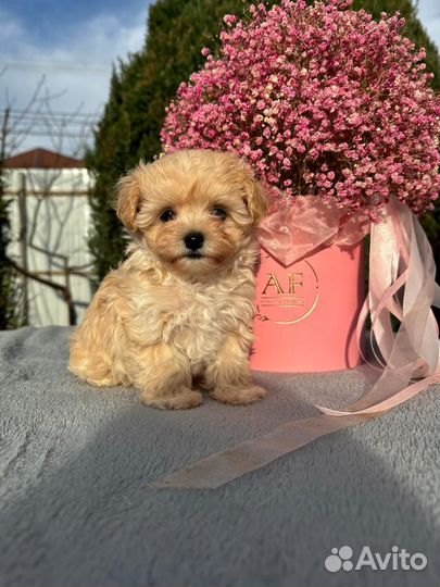 Мальтипу малыши