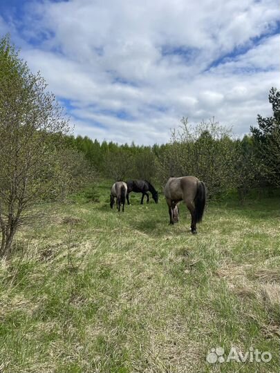 Конные прогулки, прокат лошадей, иппотерапия