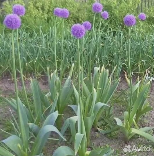 Лук Суворовский (декоративный)