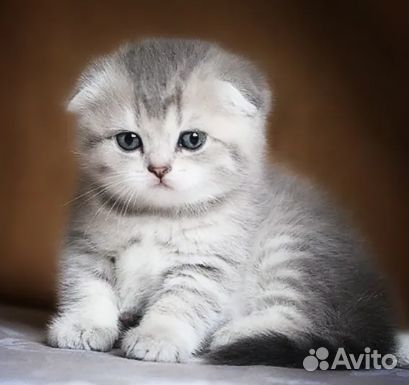 Кошка британка вислоухая