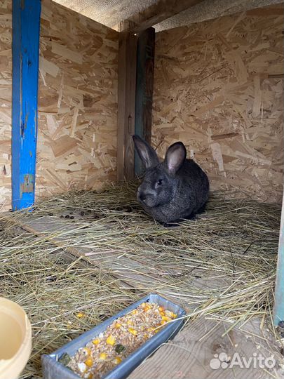 Продам кроликов