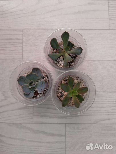 Суккуленты